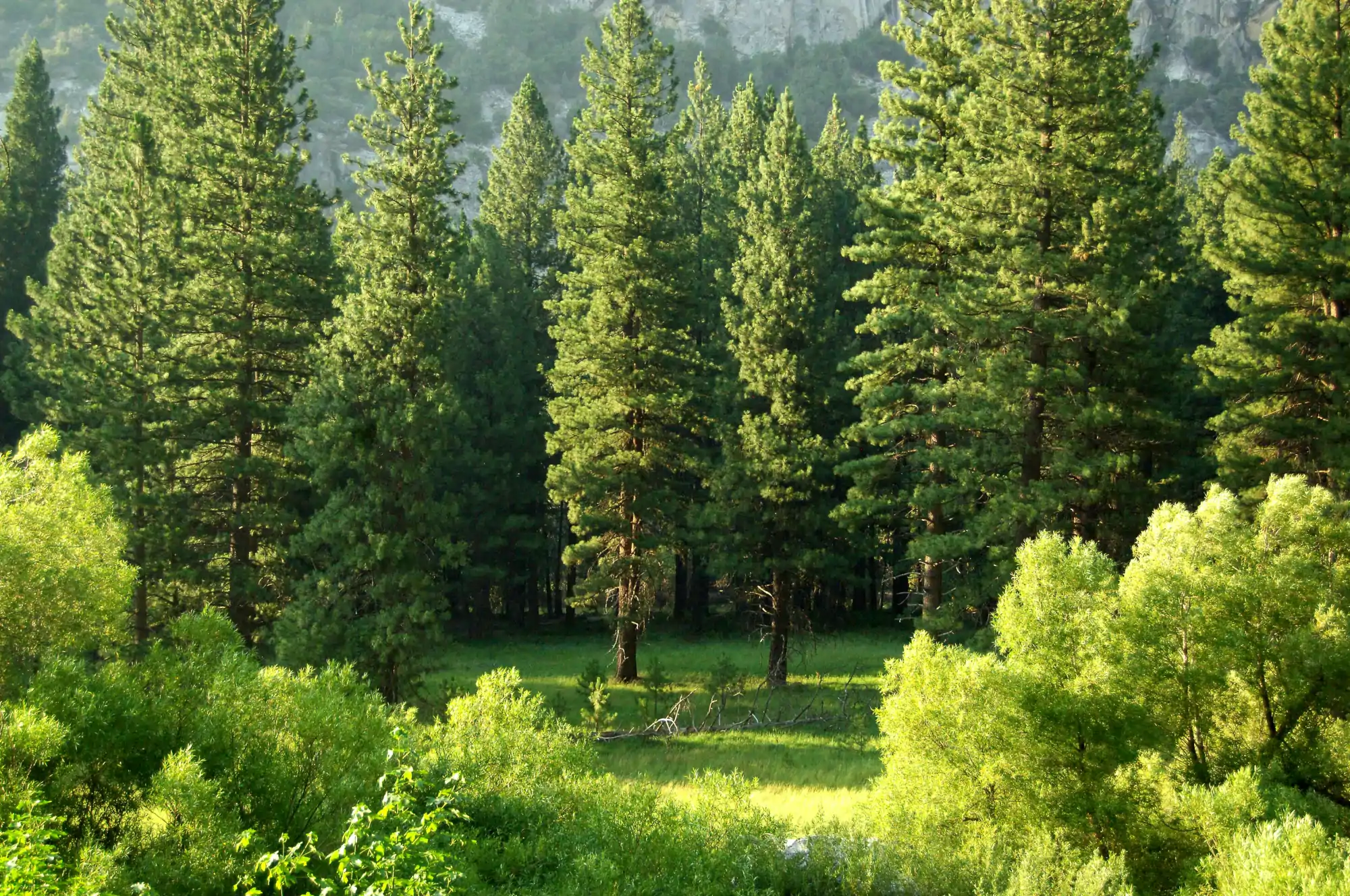 la crémation un retour à la nature