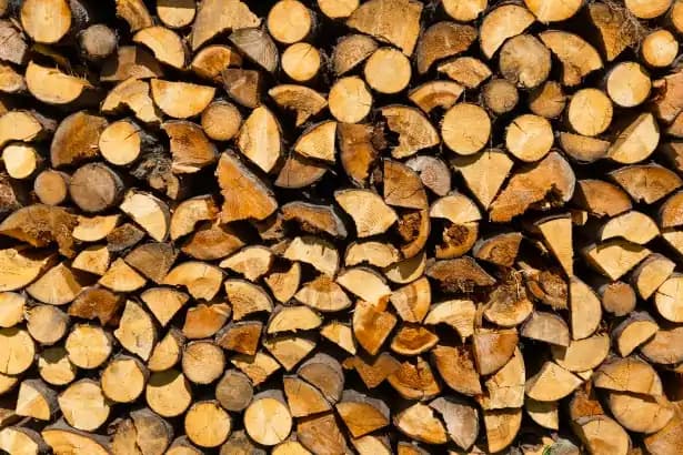 essences de bois